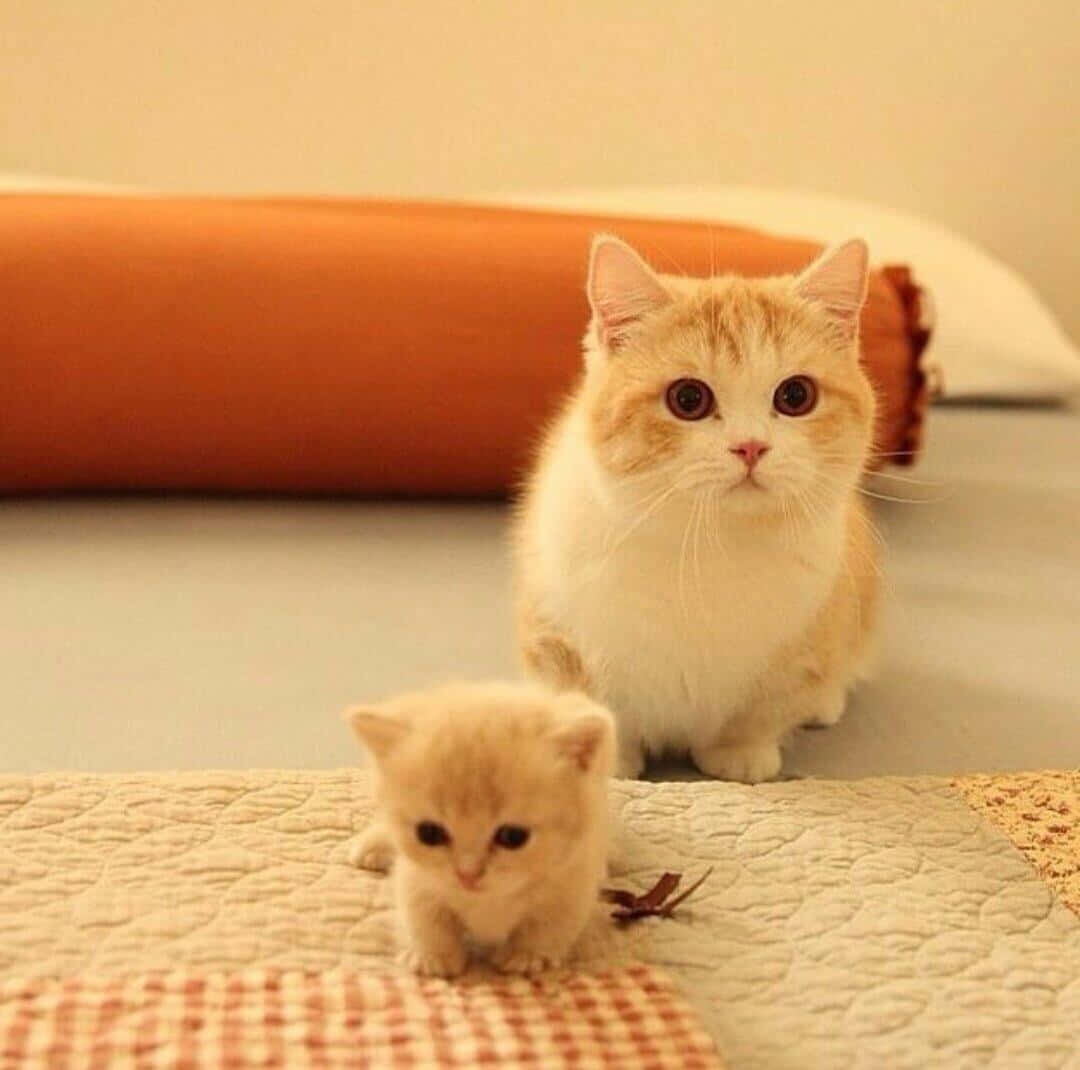 Munchkin 2