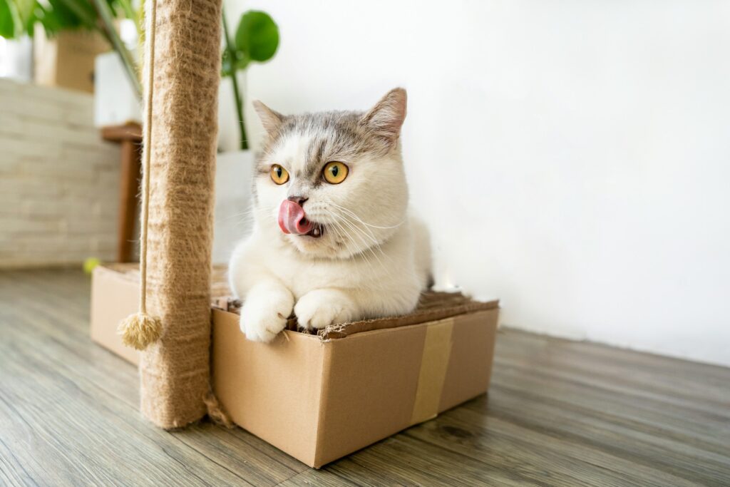 tran-mau-tri-tam-o2BEIJNN25U-unsplash