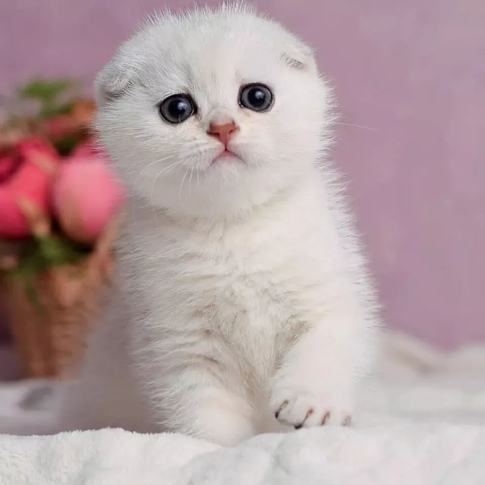 Zena....,,